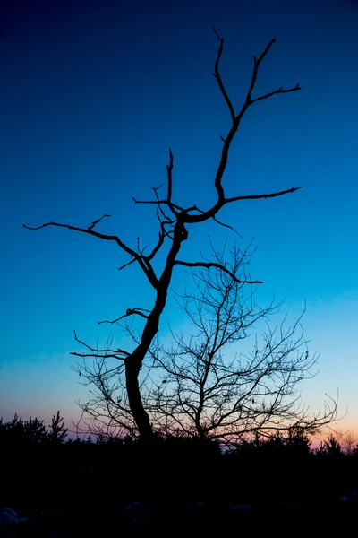 Old dead tree on dark sky background — Stock Photo, Image