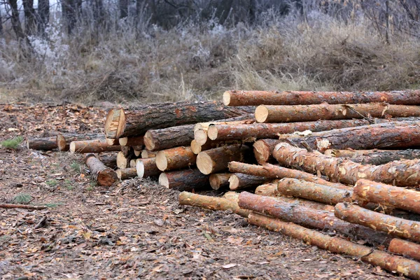 Kiefernholzstämme im Wald — Stockfoto