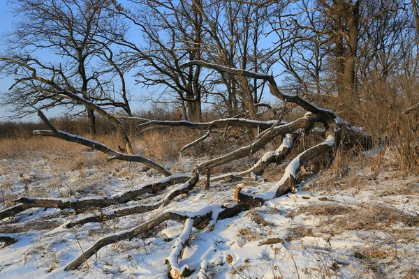 Gamla döda träd i vinter skog — Stockfoto