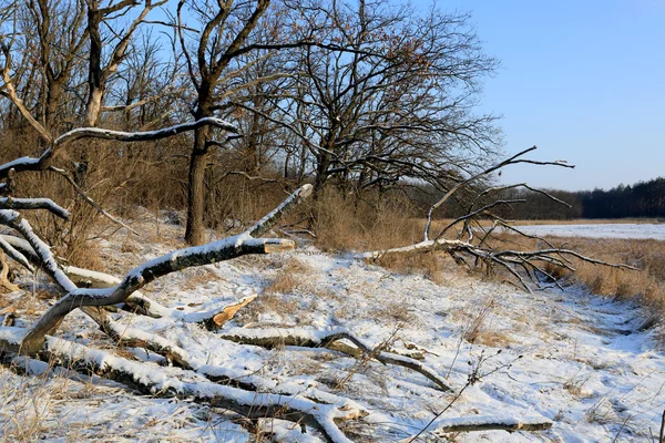 Få ner träd i vinter skog — Stockfoto