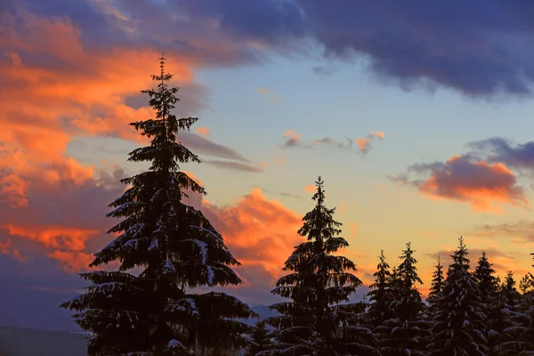 夕日を背景に松の木 — ストック写真