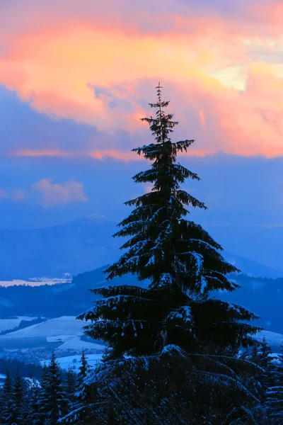 Çam ağacı günbatımı gökyüzü arka plan üzerinde — Stok fotoğraf