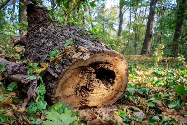 Oude houten log in bos — Stockfoto