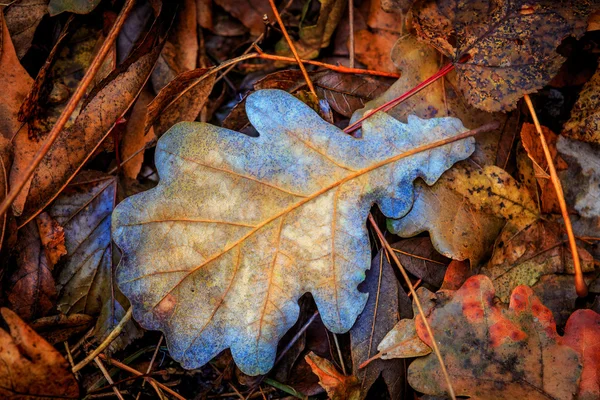 Feuillage sec de chêne d'automne — Photo