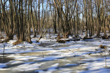 Ormanda bataklık üzerinde erken Bahar