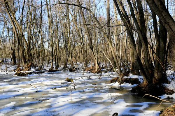 Bonito día soleado en el pantano en el bosque — Foto de Stock