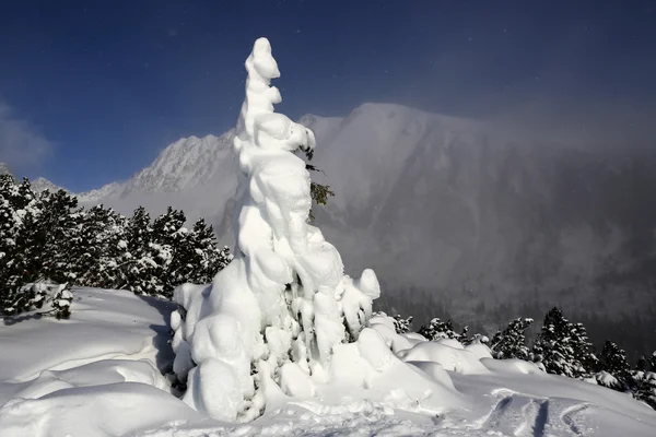 Pinheiro congelado nas montanhas — Fotografia de Stock