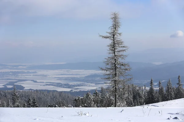 Pino solo en el prado de montaña de invierno —  Fotos de Stock