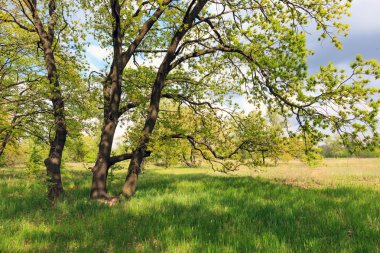 yaz çayır üzerinde meşe ağaçları