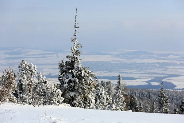 Donmuş çam ağacı dağlarda — Stok fotoğraf