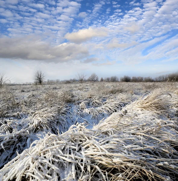 Prato de inverno agradável — Fotografia de Stock