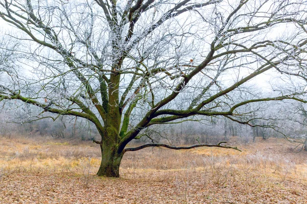 Frozen oak tree — Stock Photo, Image