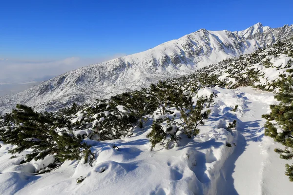 Dağlarda kış sahne — Stok fotoğraf