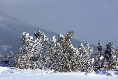 küçük çam ağaçları dağlarda dondurulmuş