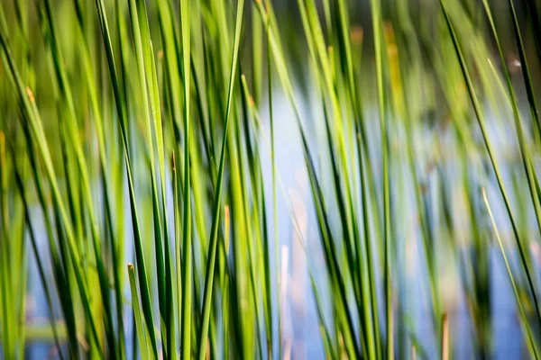 Green reed on river — Stock Photo, Image