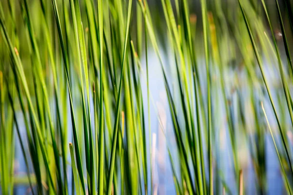 Grünes Schilf am Fluss — Stockfoto