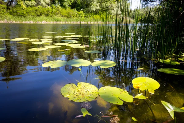 Sommer am See — Stockfoto