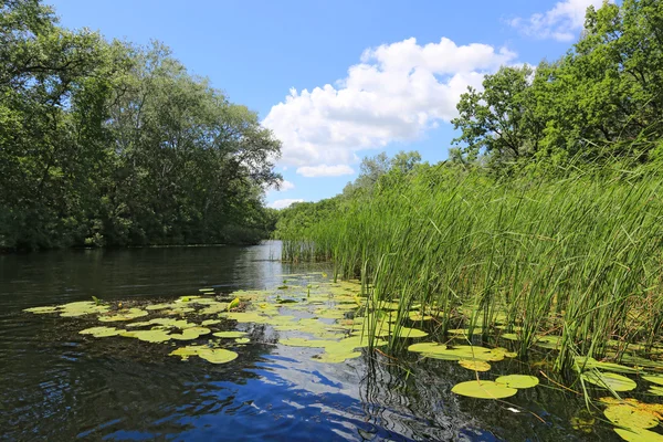 Summer on river — Stock Photo, Image