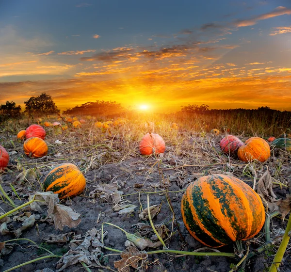 Pompoenen veld op zonsondergang achtergrond — Stockfoto