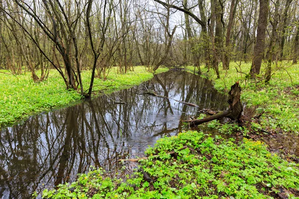 Puddle in spring forest — Stock Photo, Image