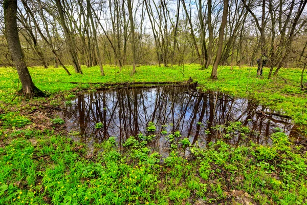 Puddle in spring forest — Stock Photo, Image
