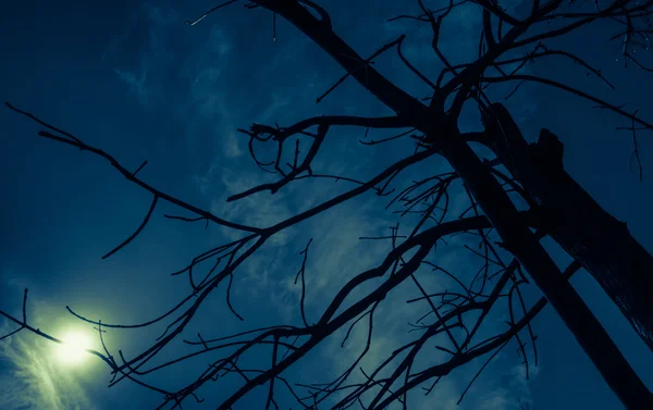 Сухие ветви против темно-синего неба — стоковое фото