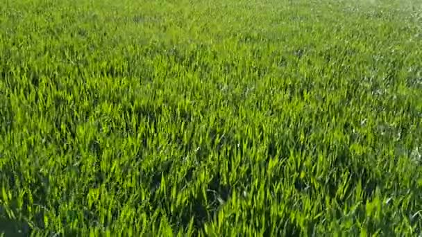 Herbe avec gouttes de rosée se balançant dans le vent — Video