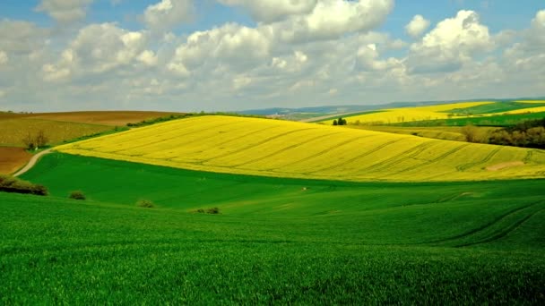 Panorama över blommande fält i Södra Mähren, Tjeckien — Stockvideo