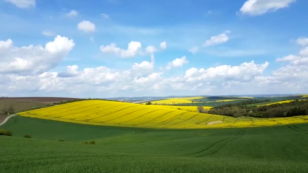 Панорама квітучий поля в Південній Моравії, Чехія — стокове відео