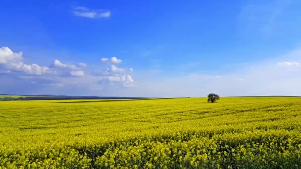 Árbol solitario en el floreciente campo de colza — Vídeo de stock