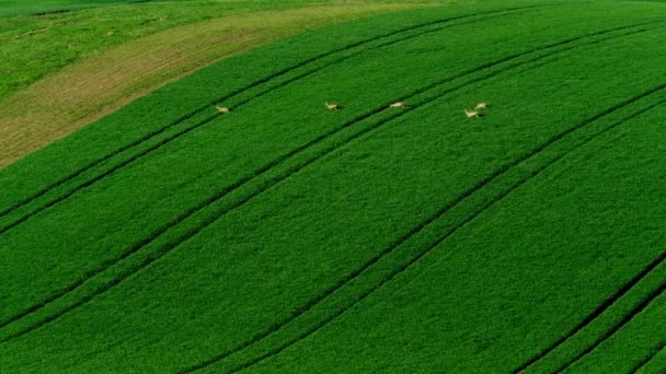 Cervos pastam em um campo — Vídeo de Stock