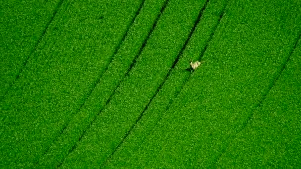 Cervos pastam em um campo — Vídeo de Stock