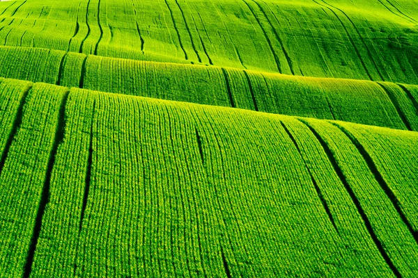 Colinas onduladas verdes en Moravia del Sur —  Fotos de Stock