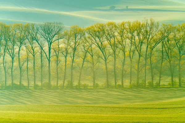 Зеленые волнистые холмы Южной Моравии — стоковое фото