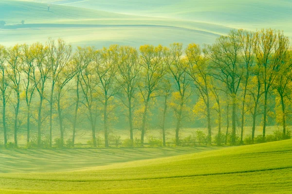 Verdi colline ondulate nella Moravia meridionale — Foto Stock