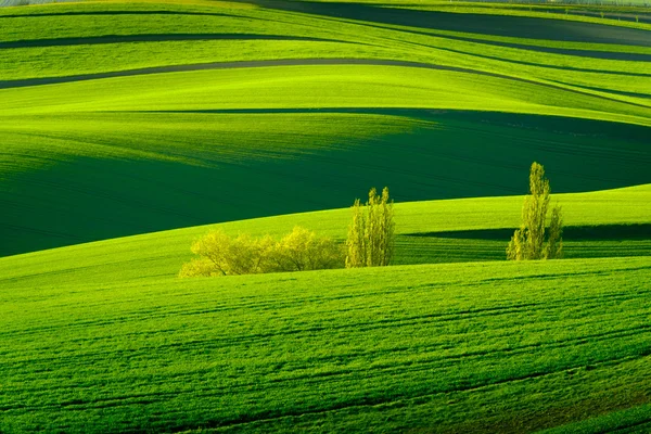 Grüne wellige Hügel in Südmähren — Stockfoto