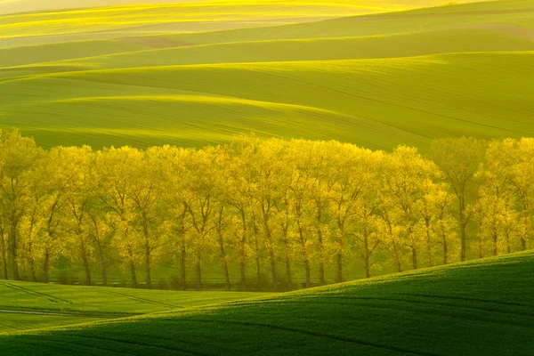 Verdi colline ondulate nella Moravia meridionale — Foto Stock