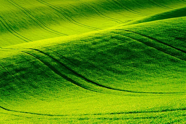 Colinas onduladas verdes en Moravia del Sur —  Fotos de Stock