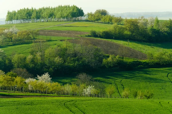 Grüne wellige Hügel in Südmähren — Stockfoto