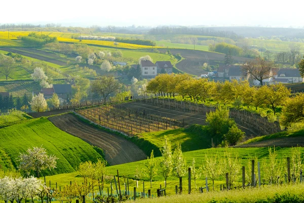 Rural landscape in countryside in South Moravia — Stock Photo, Image