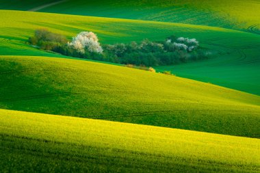 South Moravia'deki / daki yeşil dalgalı tepeler