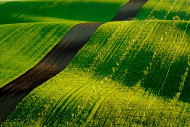 South Moravia'deki / daki yeşil dalgalı tepeler