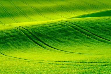 South Moravia'deki / daki yeşil dalgalı tepeler
