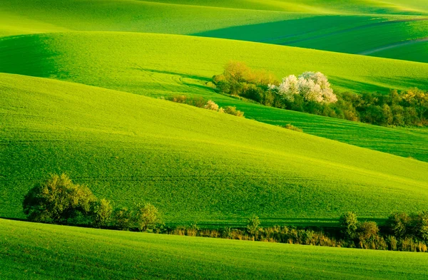 Gröna vågiga kullarna i Södra Mähren — Stockfoto