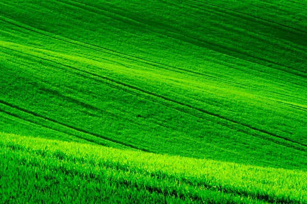 South Moravia'deki / daki yeşil dalgalı tepeler — Stok fotoğraf