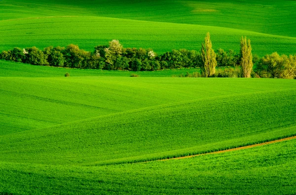 Grüne wellige Hügel in Südmähren — Stockfoto