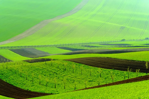 Collines ondulées vertes en Moravie du Sud — Photo
