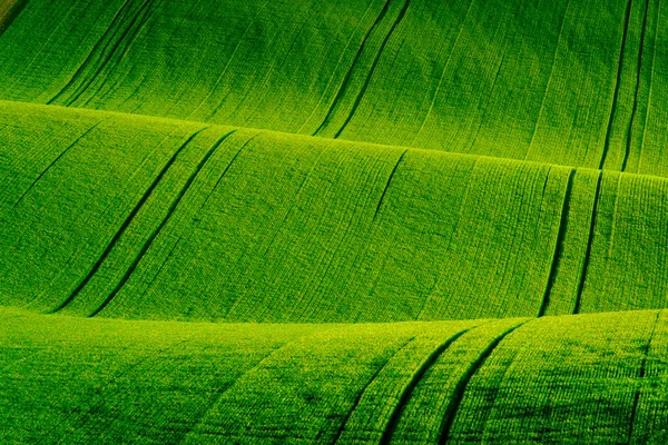 Green wavy hills in South Moravia — Stock Photo, Image