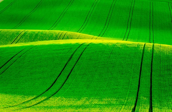 South Moravia'deki / daki yeşil dalgalı tepeler — Stok fotoğraf