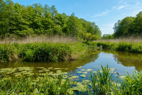 Kleiner Fluss in einem Wald — Stockfoto